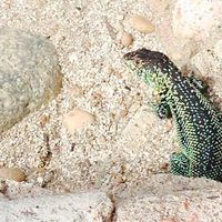 Laura Ferruz的照片