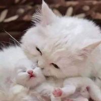 Aliyan Ahmad's Photo