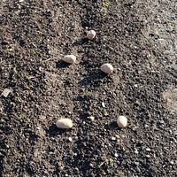 Elsbeth Bütikofer的照片