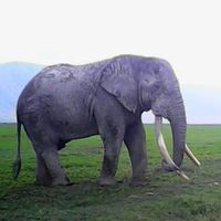 Le foto di issac mwaipaja