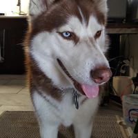 Muthanna Akram的照片