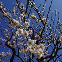 Miwako Nakadai的照片