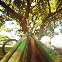 Selassie Jah Rastafari的照片