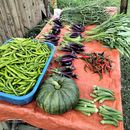 Communal Organic Eco Farm's picture