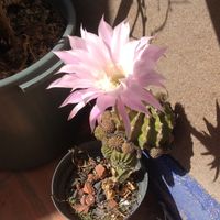 Valentine Alcocer Toullic's Photo