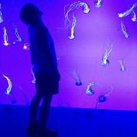 Pebble Ranger的照片