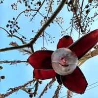 Julia Catalá's Photo