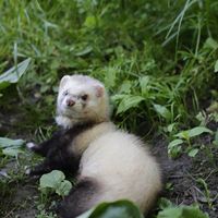 Mars Ferret's Photo
