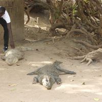 Ousman Jatta的照片