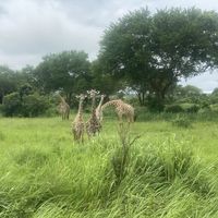 Sawsan Werfelli's Photo