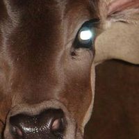 Madhavi Dasi的照片