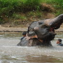Visit Elephant Sanctuary Kuala Gandah's picture