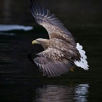 Moncef Boufeych's Photo