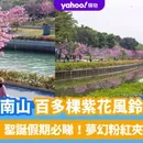 Recommendation - Shenzhen Flower Viewing 深圳賞花
's picture