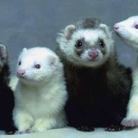 Фотографии пользователя Truthferretfilms News Network