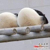 yvonne Zhang's Photo