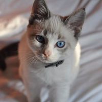 Alex Nikolson的照片