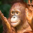 Orangutan Tour 's picture