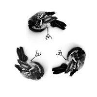 Louis Barazan's Photo