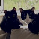 Looking for a Catsitter 😻's picture