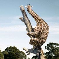 Henry Kitchen的照片