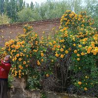 Sasha Lisichkina's Photo