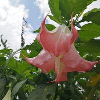 Jovino Guerrero's Photo