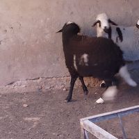 Fotos de Otmane saad