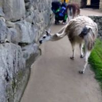 Gonzalo Olate的照片