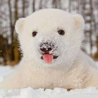 Fotos de Tiffany Huang