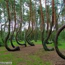 Hoia-Baciu Forest Morning Tour's picture