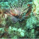 Enjoying Red Sea Corals, Diving  's picture