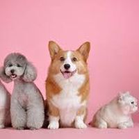 Vo Thi Kim Cuong's Photo