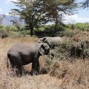 Tarangire National Park, Ngorongoro And Serengeti 's picture