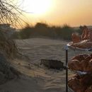 Dubai Desert 's picture