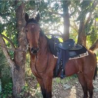 Ayoub Horses的照片