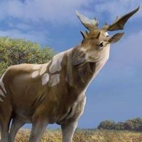 Preston Itie的照片