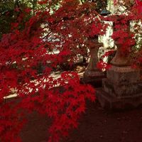 Robin Rauner的照片