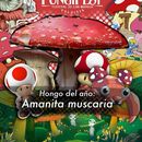 FUNGIFEST: Festival Internacional de los Hongos的照片