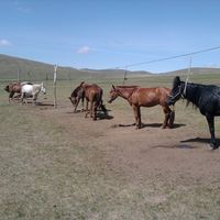 Khurelbaatar Oyumaa的照片