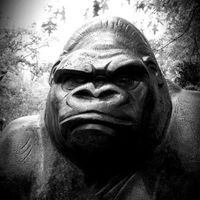 Le foto di Claudio Dipiemme