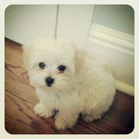 Henry Browning的照片