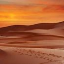 Desert Escape: Sandboarding, Games & Good Vibes's picture