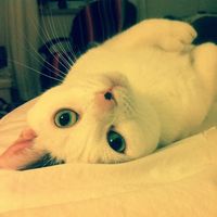 Photos de Corail Boudhatre