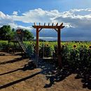 Campo De Girasoles's picture