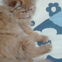 Linda Rincon's Photo