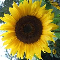 Anne Leonhardt的照片