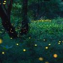 Firefly walk at Parco delle Cave's picture