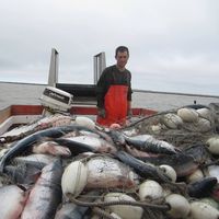 marshall thiessen的照片