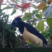 Virginia Coceres的照片